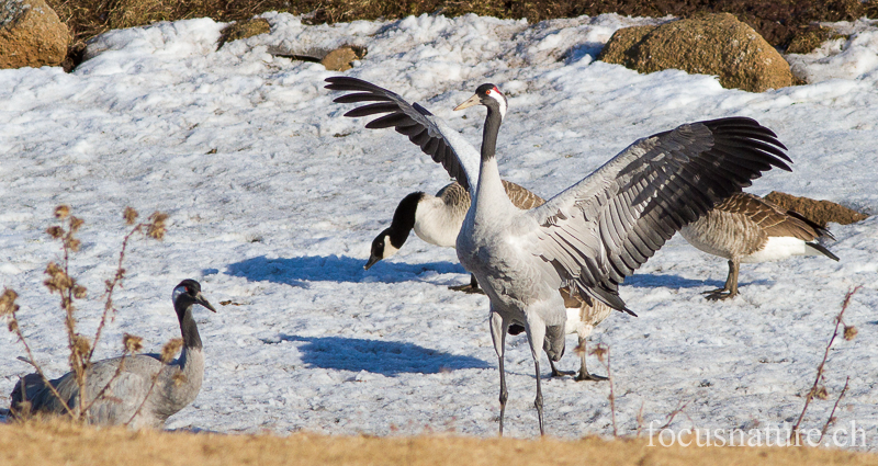 Grue 8271.jpg - Grue cendrée, Grus Grus, Common Crane - Parade au Hornborgasjon (Suède) Avril 2013